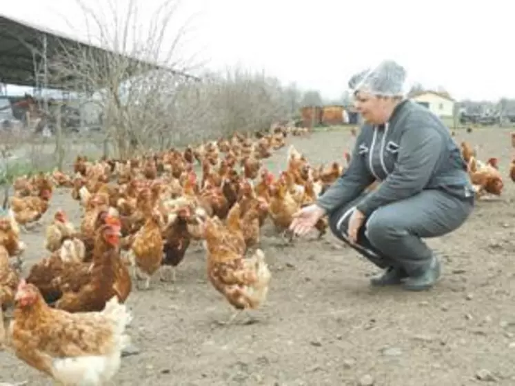 Les 6000 Lohmann d’Isabelle Faye disposent d’un parcours extérieur de 2,5 hectares,« pour vivre leur vie de poule ».