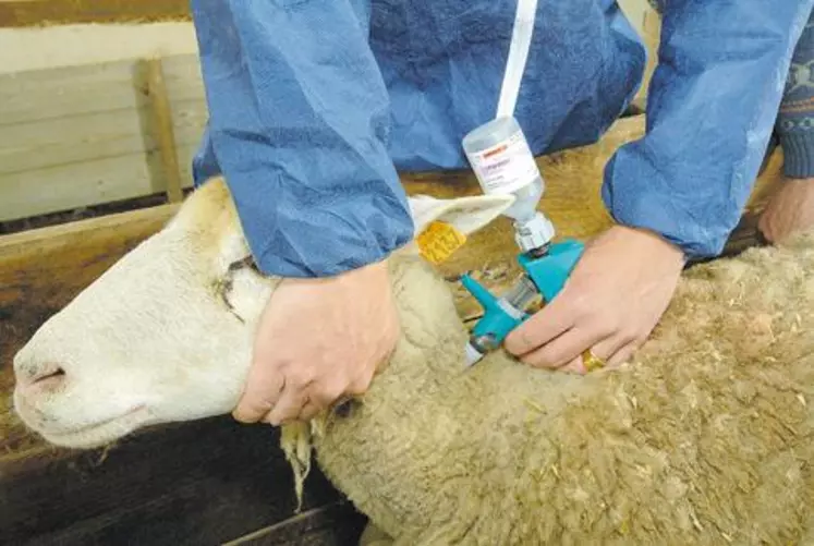 Même si la situation française concernant la FCO reste plutôt favorable, la vaccination est recommandée.