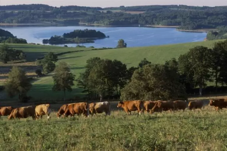 La Turquie constitue une nouvelle opportunité d'export pour la filière bovine française.