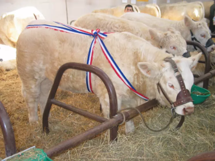 Babylone
2ème prix d’honneur laitonne pour Babylone (fille de Valseur) du GAEC Astre Père et fils de la commune de La Celle