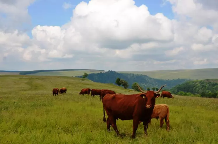 Les présidents de région Auvergne et Rhône-Alpes estiment que l'acte II de la loi Montagne devra contribuer à soutenir le secteur agricole.