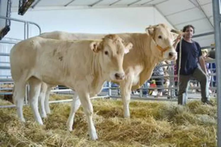 Marc Alezard a exposé l’une de ses vaches et son veau à la Ferme du Massif lors de la Foire Internationale de Cournon. Cette même «diva » participera au concours national de la race au Sommet de l’Elevage du 3 au 5 octobre.