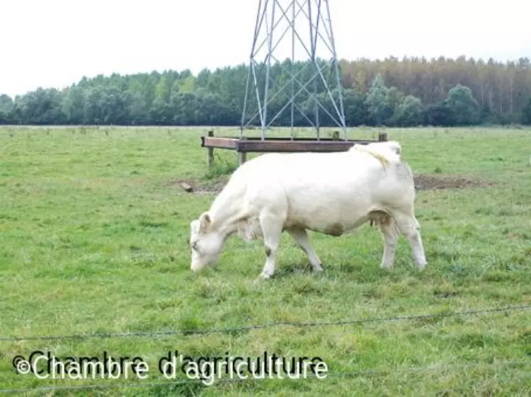 Tant qu’il y a un minimum de repousse, continuer à pâturer en tournant rapidement sur les parcelles pour éviter tout surpâturage.