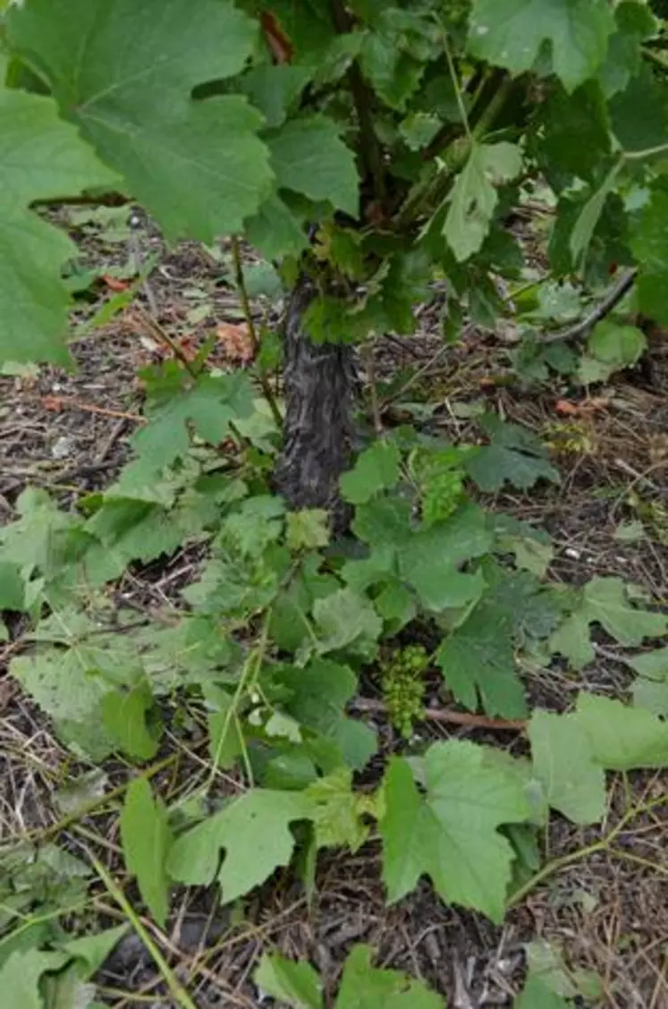 Sur la commune de Gergovie, après le violent orage du samedi 30 juin, les feuilles de vignes jonchent le sol accompagnées par quelques grappes. 2 à 3 semaines seront nécessaires pour quantifier les dégâts.