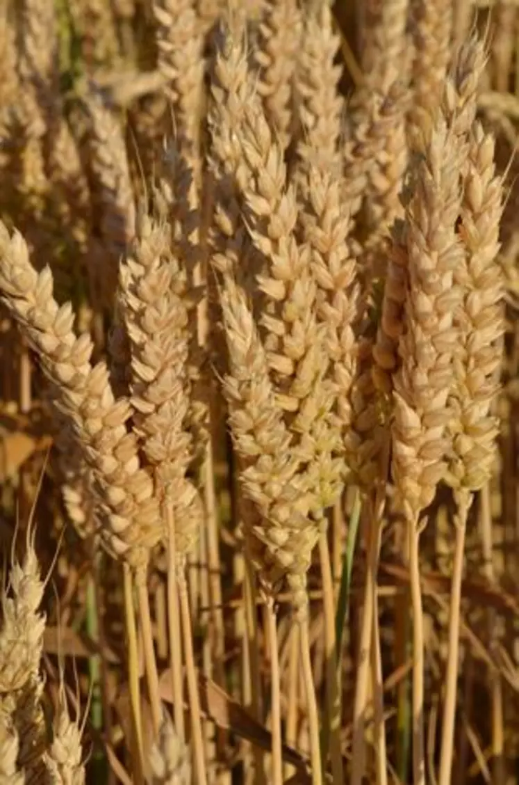 Les blés sont au stade de maturation. Une étape sensible où l’humidité prolongée peut engendrer le développement de maladies.