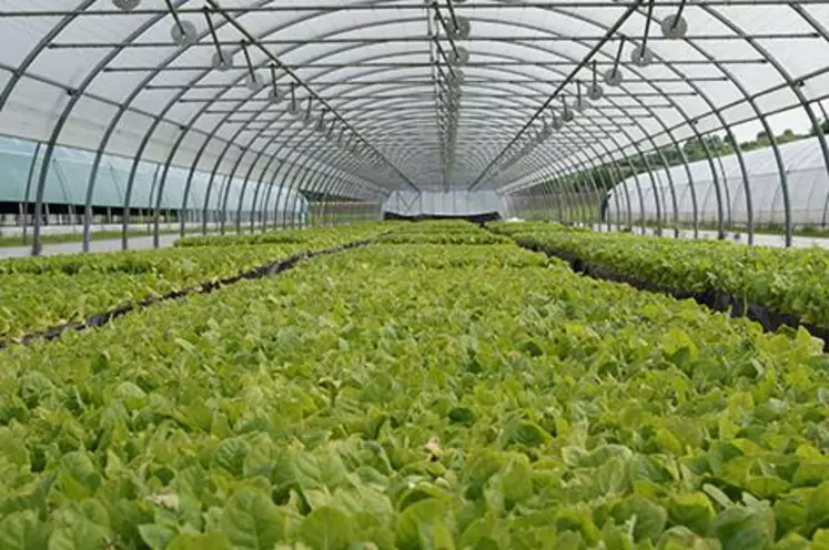 Les plantations de tabac en Limagne et Bourbonnais se terminent et relancent cette année encore une production que l’on pensait perdue.