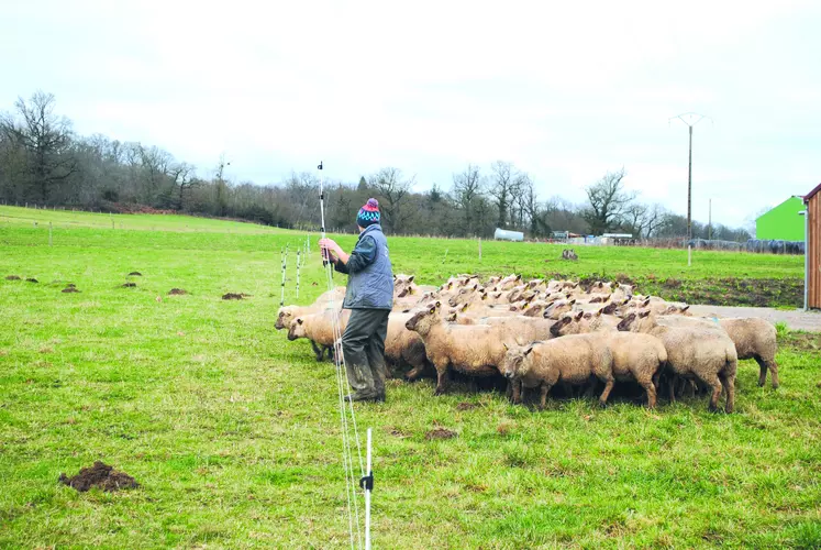 Troupeau de moutons