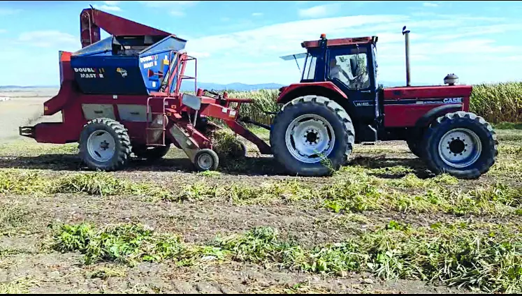Les haricots rouges et blancs ont offert une moyenne de rendement correcte. La lentille verte a obtenu un rendement moyen.
