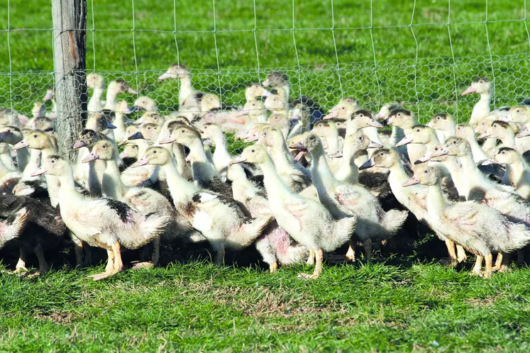 Groupe de volailles