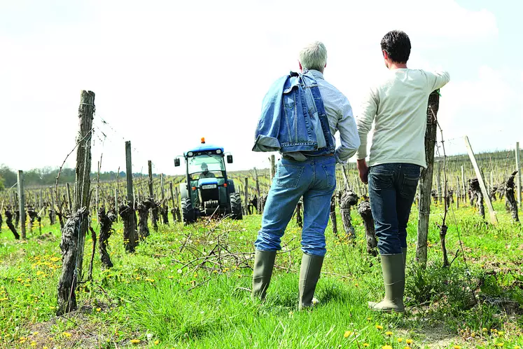 Personnes dans une vigne