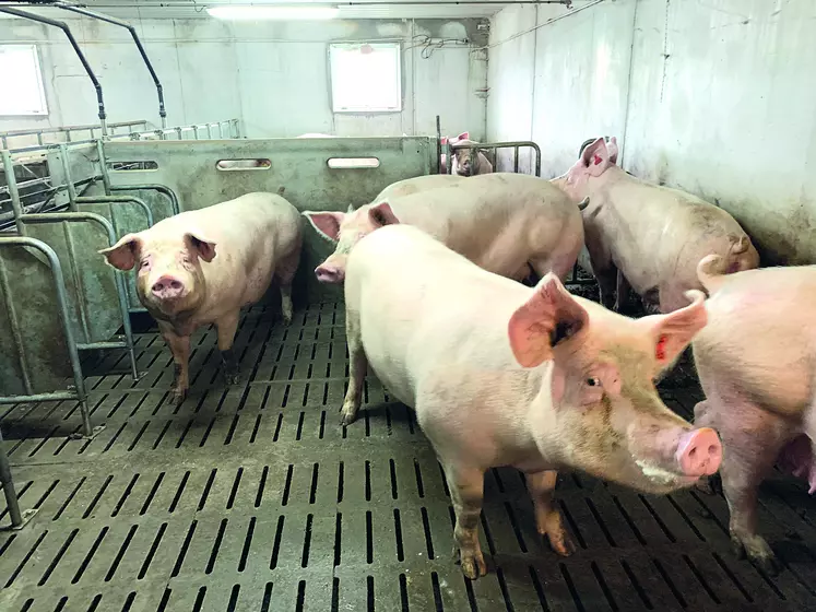Groupe de cochons
