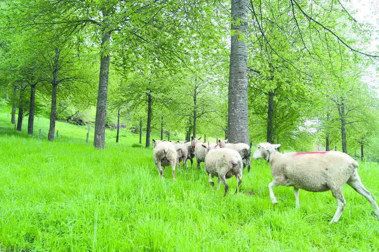 Troupeau de moutons