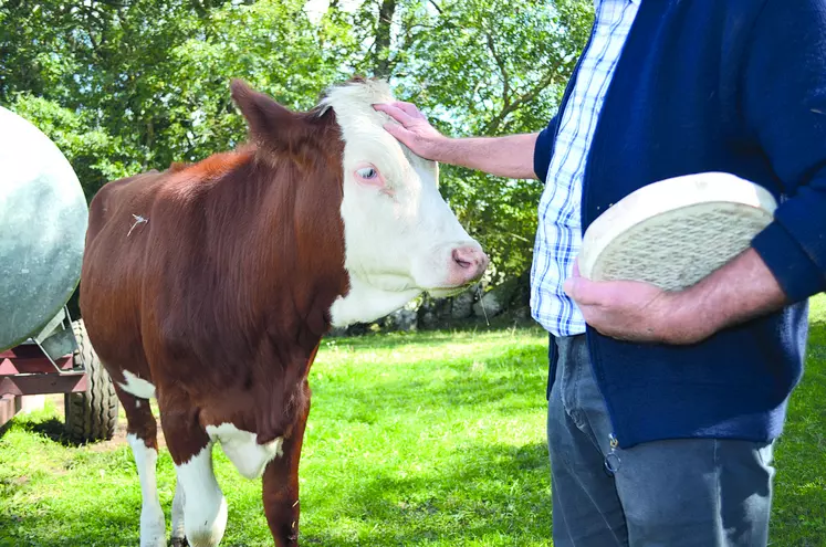 Vache + saint nectaire