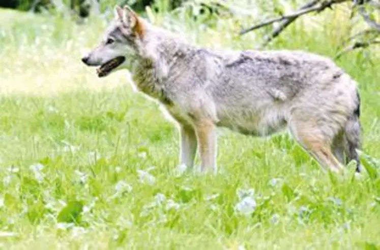 Les attaques du loup sur un élevage sont très souvent vécues comme un véritable traumatisme pour l’éleveur.