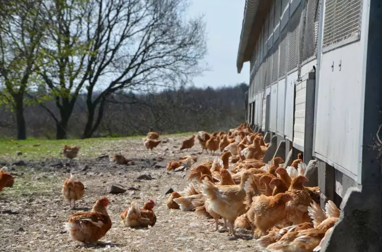 46 éleveurs produisent actuellement des volailles fermières bio en Auvergne.
