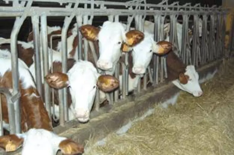 Plus qu’un débouché, c’est un accompagnement complet de la
procréation à la mise en marché que le programme Gessica 
propose aux éleveurs montbéliards.