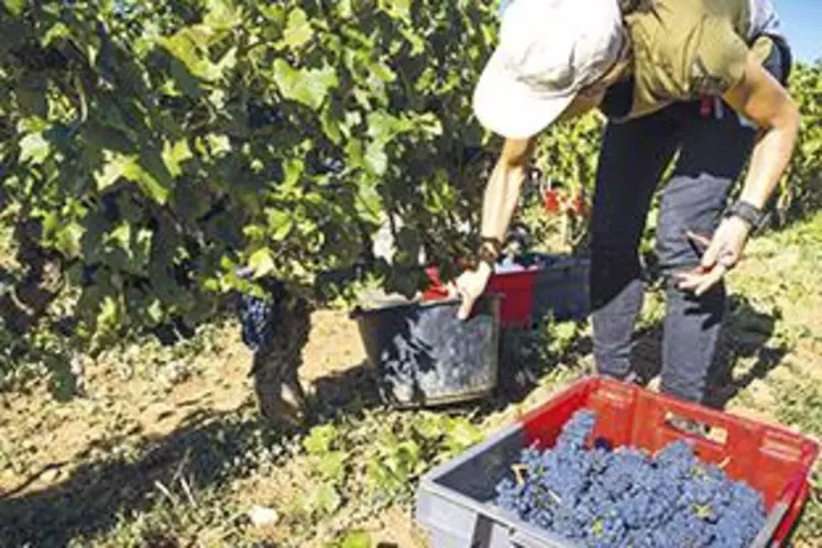 Les vendanges ont démarré dans le Puy-de-Dôme et les rendements s’annoncent d’ores et déjà de qualité.