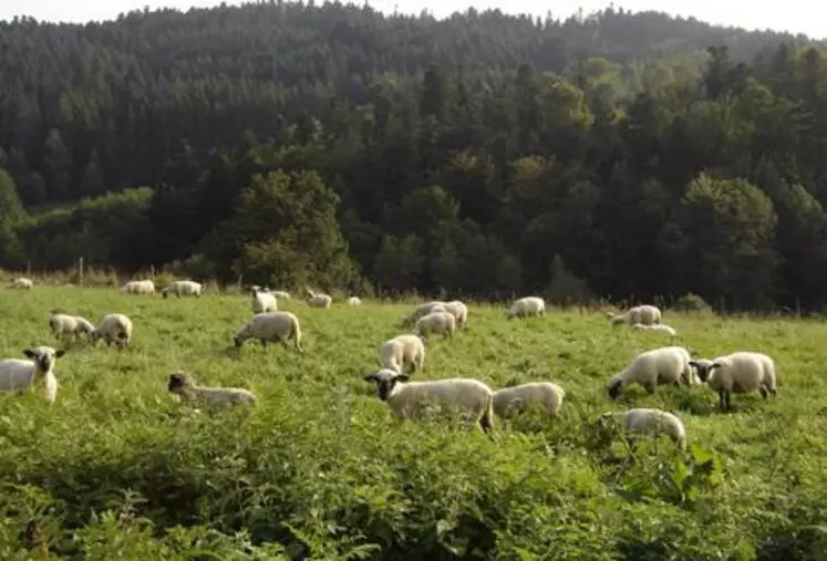 L’arrêt des aides à la génétique a entraîné une baisse de 49 % des ventes de béliers inscrits