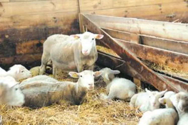 Des marges de progrès existent pour maîtriser la mortalité 
des agneaux.
