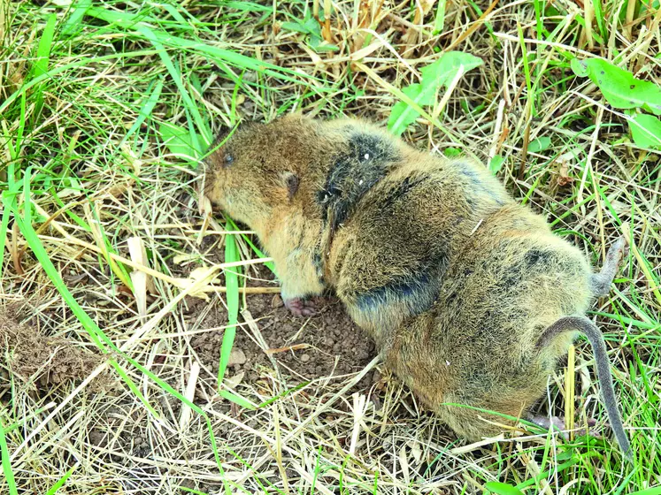 Rat taupier dans un champ