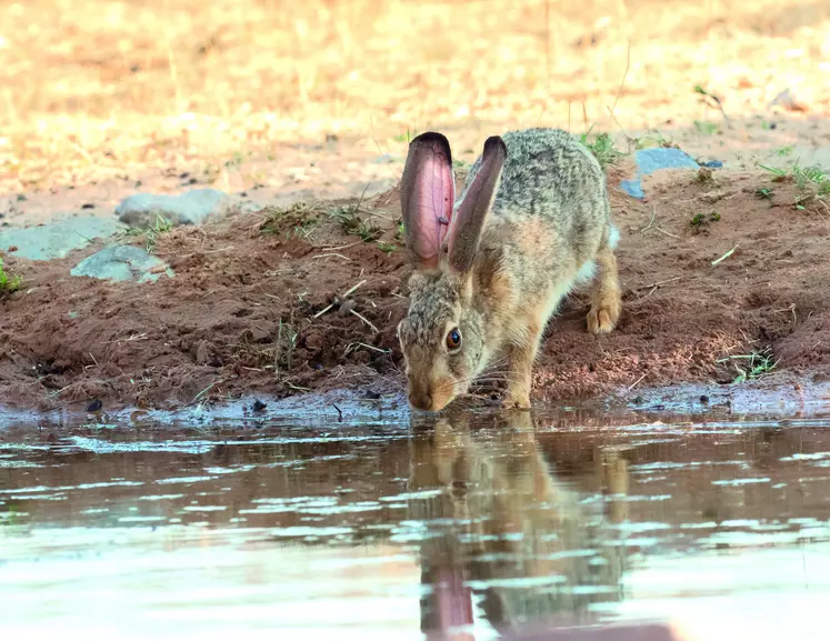 Lapin près d'une rivière