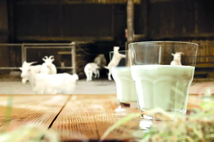 Groupe de chèvres avec verres de lait