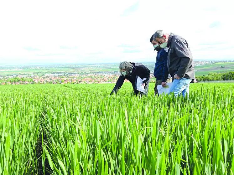 A l'occasion du 3ème "Vendredi de l'Agro" de la Chambre d'agriculture du Puy-de-Dôme, pucerons et cicadelles ont été les sujets de la matinée.