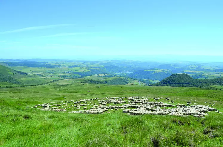 Troupeau de moutons dans la chaîne des Puys
