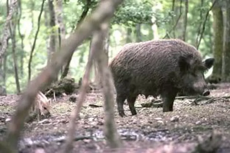 L’ouverture de la chasse aura lieu le 8 septembre, le gibier n’a qu’à bien se tenir.