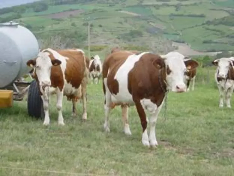 L'Auvergne est la 3ème région d'élection de la race. Elle est souvent associée à des fabrications fromagères de qualité (AOP).