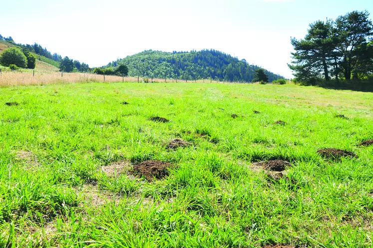  Les observations de l’été et de l’automne permettront de confirmer ou pas le déclin des populations. Mais la pression reste forte particulièrement en Auvergne. 