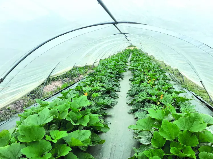 Plants de courgette.
