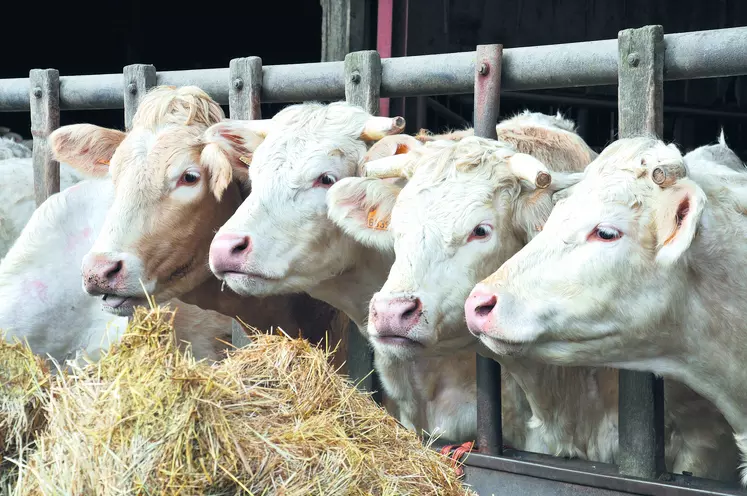 Le changement de calcul de l’aide et la suppression de l’aide à la vache allaitante sur notre bassin naisseur peut avoir des répercussions économiques importantes pour les élevages allaitants.