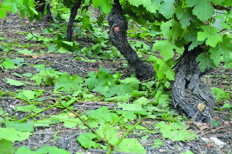 Les orages violents et la grêle ont touché plus de 30% des surfaces viticoles du département.