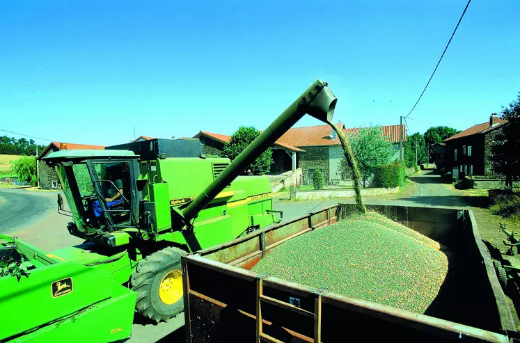 La récolte de la lentille démarre tout juste dans le département dans des conditions compliquées entre excès d'eau, verse et salissement des parcelles.