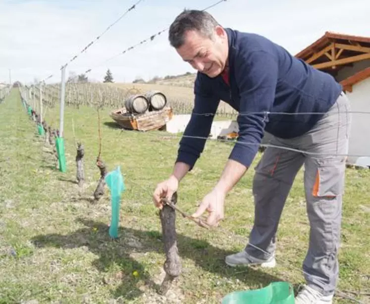 Jean-Pierre Pradier manipule avec précaution ses vignes.