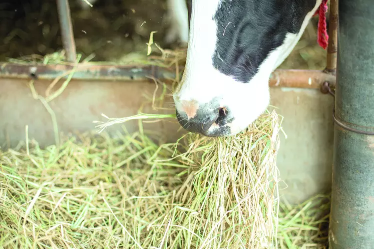 La STG Lait de foin garantit une alimentation avec au moins 75% d'herbe ou de foin