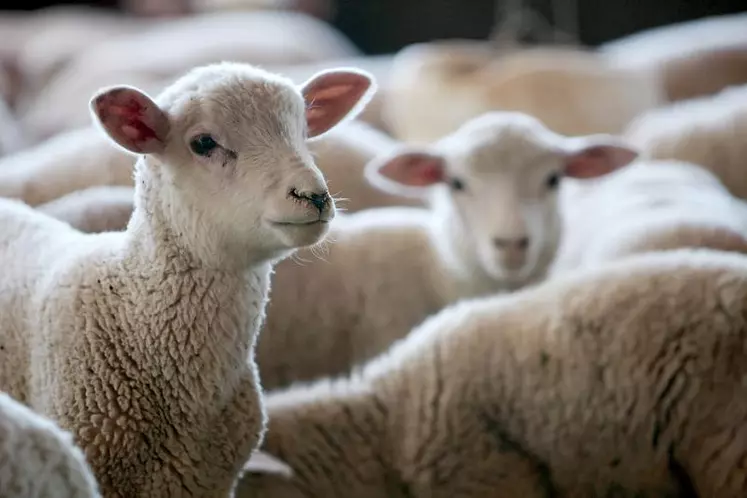 La demande d'agneaux est presque atone sur un marché totalement désorienté
