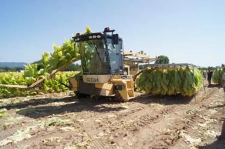 La machine coupe les plants de tabac au pied et les suspend à des cadres métalliques pour le séchage. Le besoin de bras est quasi inexistant (2 à 3 personnes) et les coûts sont divisés par deux.