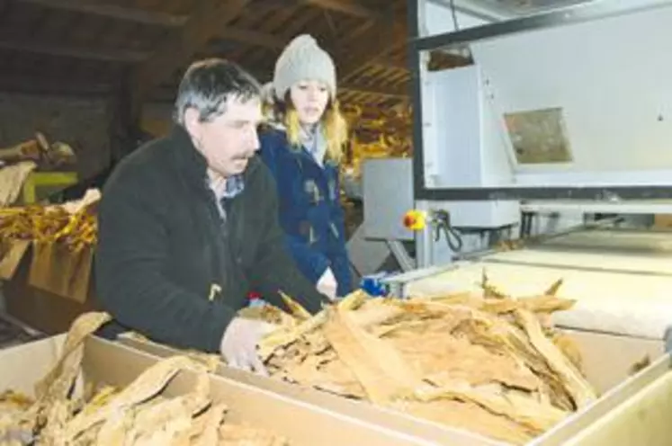 Le tabac récolté cet automne est en cours d’emballage pour être vendu à l’usine de Sarlat.