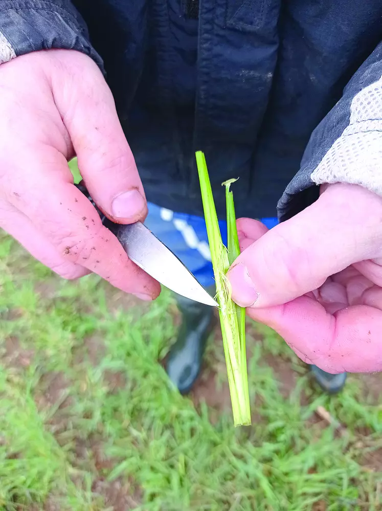 Au printemps 2021, le gel tardif a causé de nombreux dégâts en raison de l'état d'avancement des céréales.