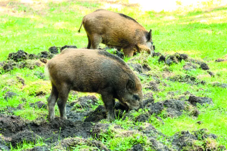 Sangliers dans une prairie