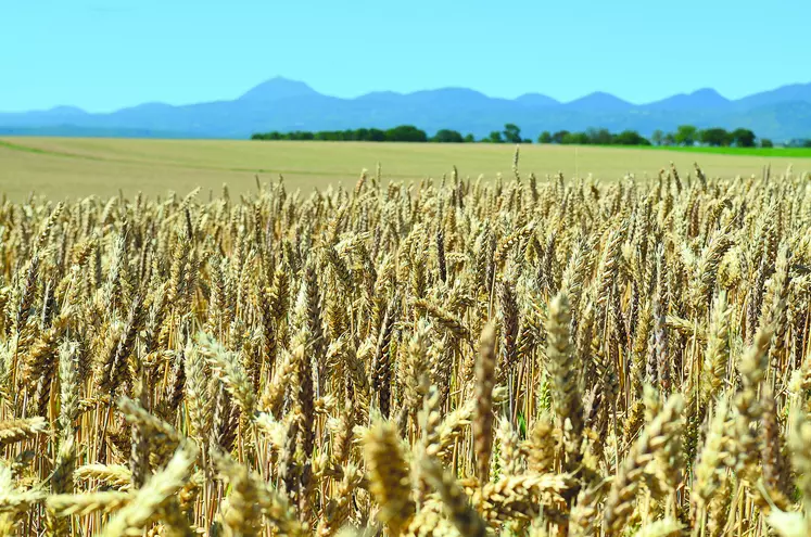 L'abaissement des seuils en mycotoxine pourrait entraîner, dans les régions les plus touchées, une augmentation des déclassements.