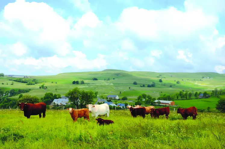 Troupeau de vaches dans un pré