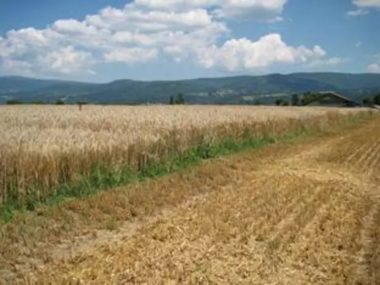 Différentes variétés de triticale sur des bandes de 3 m.