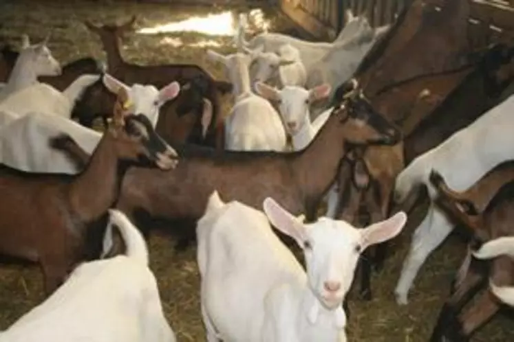En Auvergne, 17 projets d’installations en ovins-caprins ont été acceptés en CDOA en 2011.