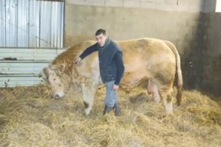 Pierre Chebance,
éleveur Charolais à Saint-Pierre-le-Chastel veille à ce qu’Invictus, le jeune taureau du GIE Charolais Leader, soit prêt pour le SIA.