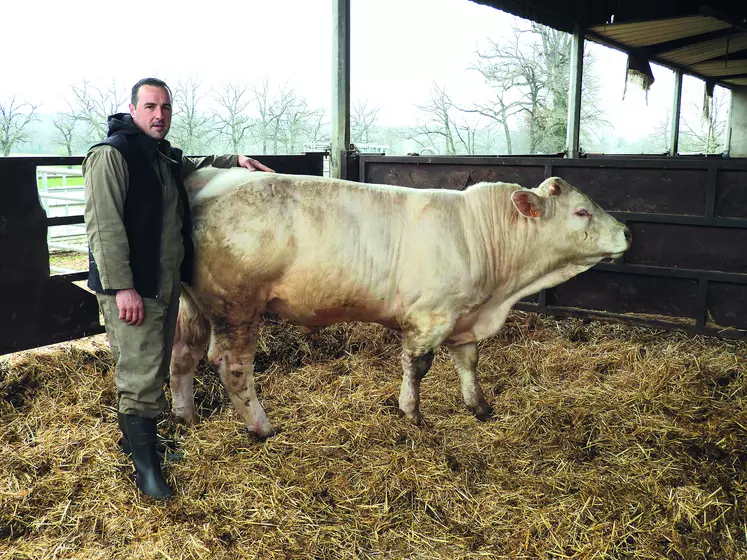 Romain Chauffour a renouvelé l'expérience des portes ouvertes du GIE Charolais Leader pour vendre plusieurs de ses animaux racés.