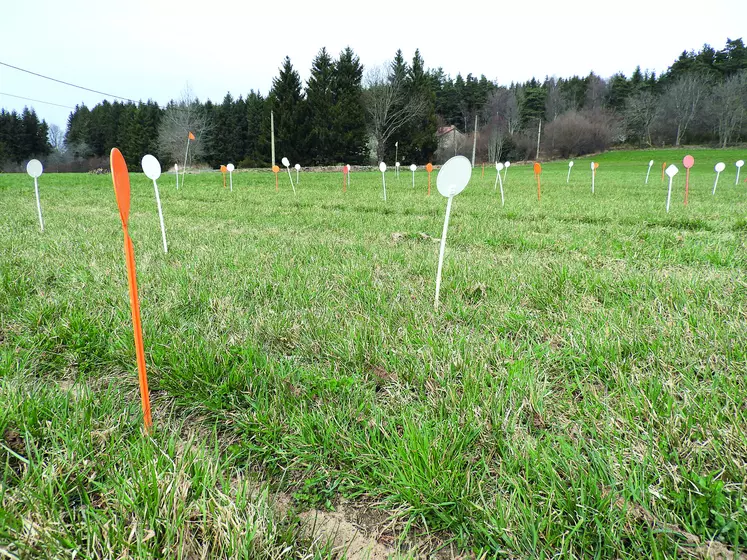 La plateforme d'Herbe Richesse du Forez, implantée à Fontlobines dans le Livradois-Forez, perdure et relance des essais.