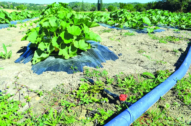 L'efficience de l'eau est la première préoccupation des agriculteurs ; pourtant la méthode rencontre de plus en plus d'opposants.